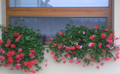 5 nesporných výhod sietí do okien